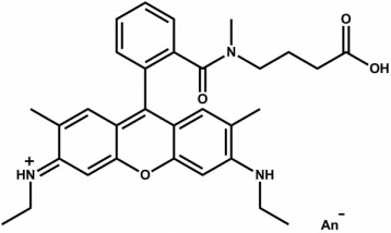 Bio-Synthesis Inc. Oligo Structure